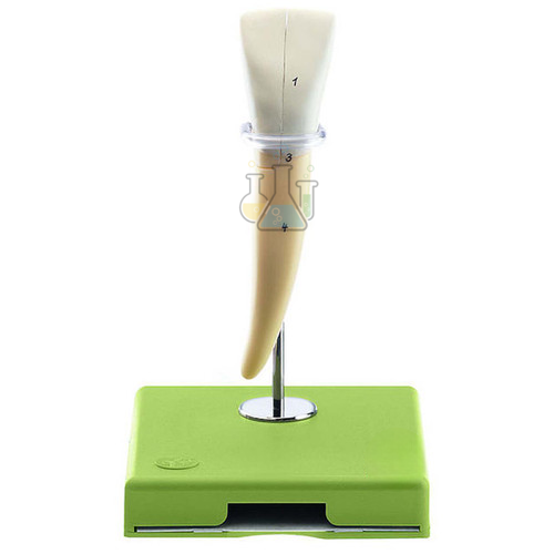 Lower incisor model